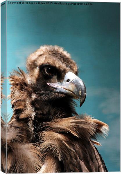  Cinereous Vulture Head shot Canvas Print by Rebecca Giles