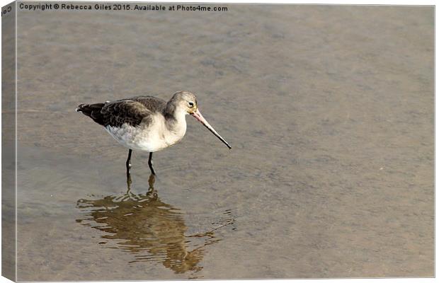  Bar-tailed Godwit Canvas Print by Rebecca Giles