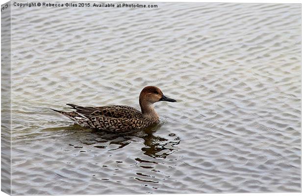  Female Pintail Duck Canvas Print by Rebecca Giles