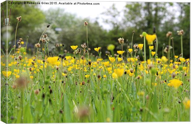  Field of Buttercups Canvas Print by Rebecca Giles
