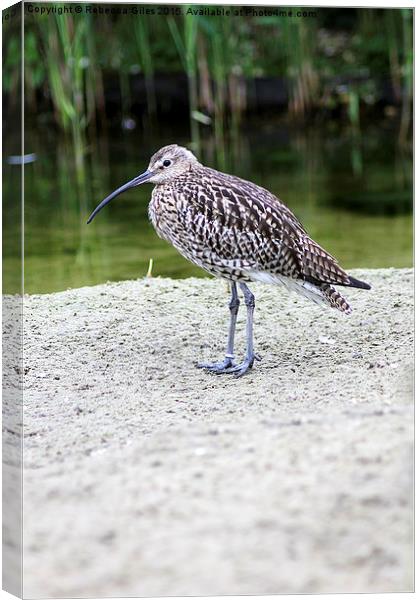 Curlew Canvas Print by Rebecca Giles