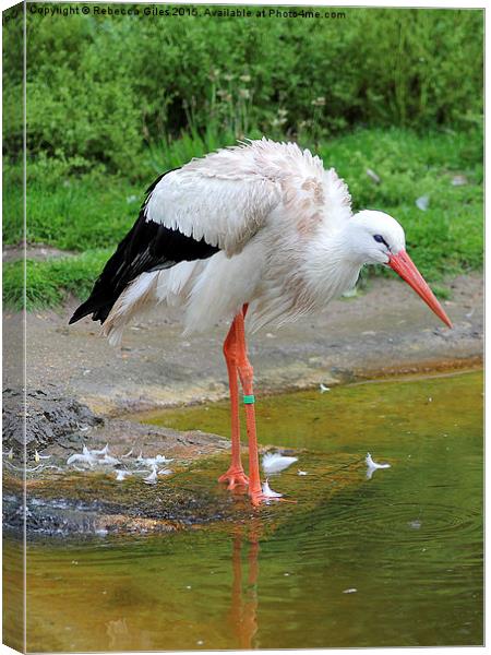  White Stork Canvas Print by Rebecca Giles