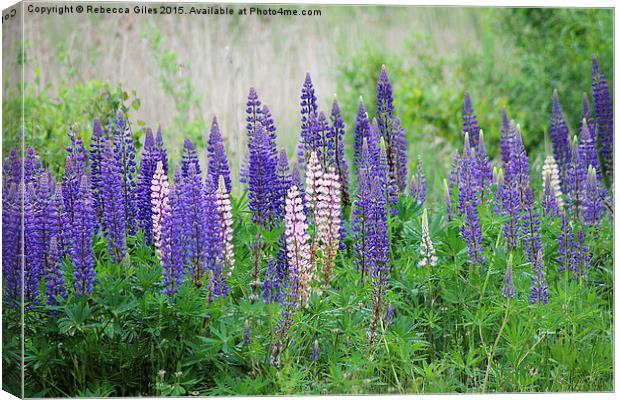  Lupins Canvas Print by Rebecca Giles