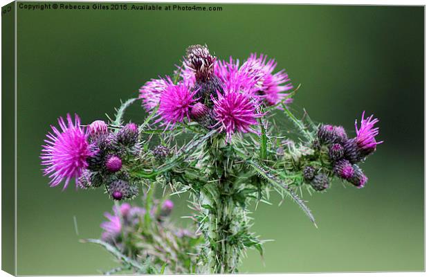  Marsh Thistle Canvas Print by Rebecca Giles