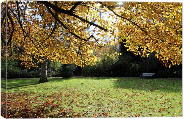  Greenwich Park in the Autumn Sunlight Canvas Print by Rebecca Giles