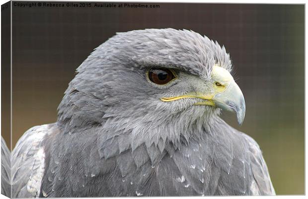  Black Chested Buzzard Eagle   Canvas Print by Rebecca Giles