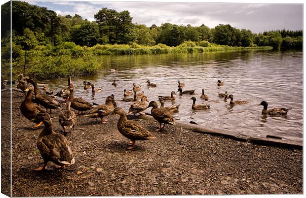 Raft of Ducks Canvas Print by Jay Lethbridge
