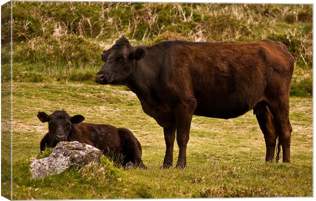 Mother and Calf Canvas Print by Jay Lethbridge