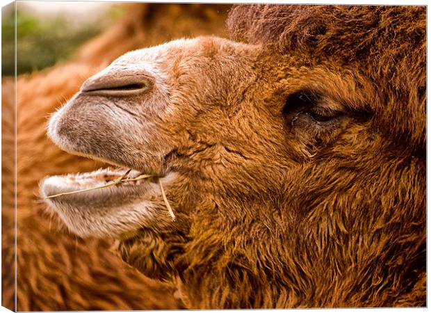 Bactrian Camel (Camelus bactrianus) Canvas Print by Jay Lethbridge
