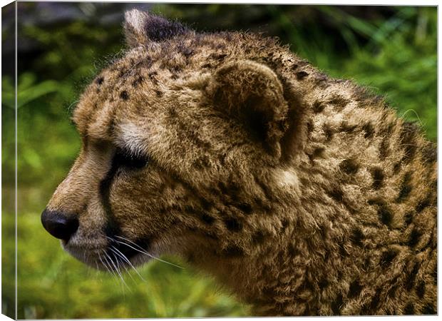 Cheetah (Acinonyx jubatus) Canvas Print by Jay Lethbridge