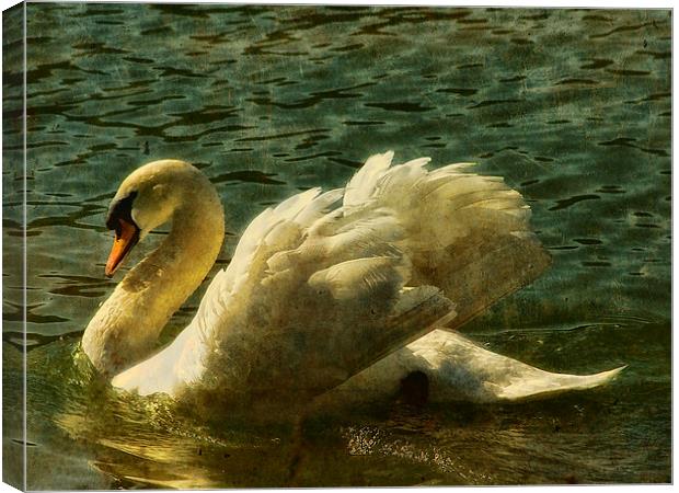 Swan at Stover Lake Canvas Print by Jay Lethbridge