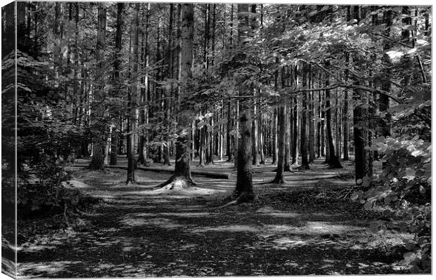 Stover Country Park in Black and White Canvas Print by Jay Lethbridge