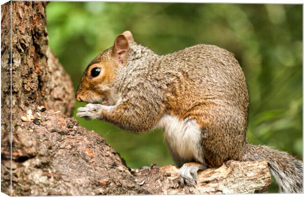 Grey Squirrel at Stover Country Park Canvas Print by Jay Lethbridge