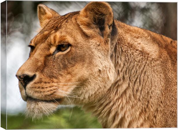 Josie the Lioness Canvas Print by Jay Lethbridge