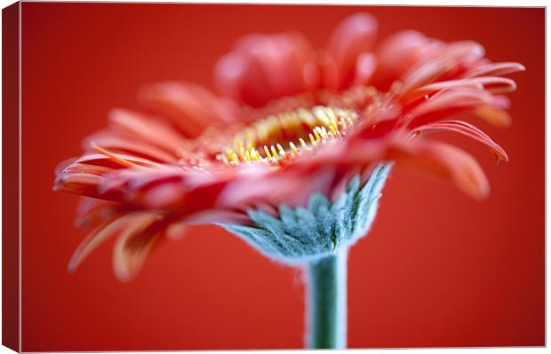 Red Flower On Red Canvas Print by Josh Kemp-Smith