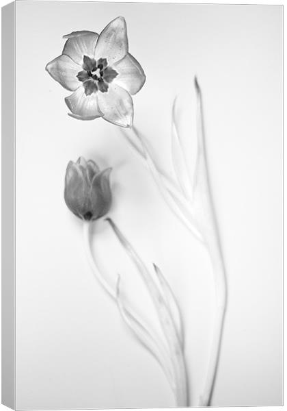 Elegant Monochrome Tulips Canvas Print by Josh Kemp-Smith