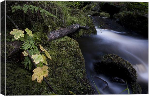 Leaves By The Stream Canvas Print by Josh Kemp-Smith