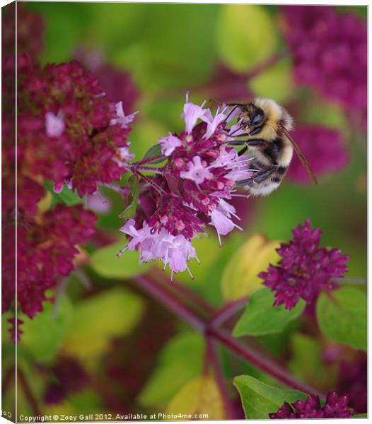 Detailed bee polinating Canvas Print by Zoey Gall