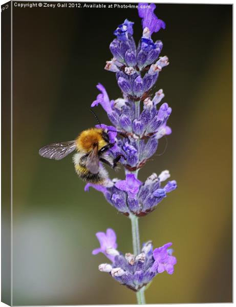 Bee my purple flower Canvas Print by Zoey Gall