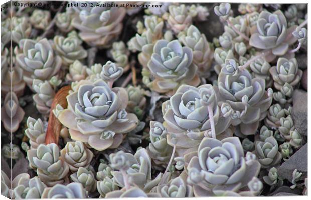 Hens and Chicks Canvas Print by peter campbell