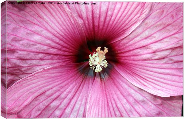 Flower Canvas Print by peter campbell
