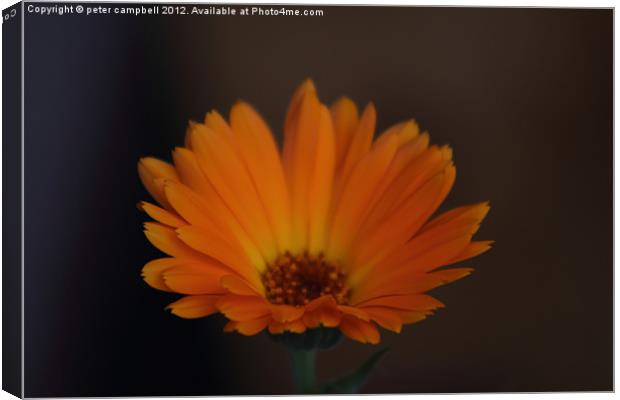 Flower Orange Canvas Print by peter campbell