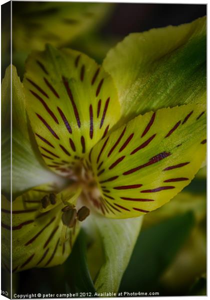 Macro , flower Canvas Print by peter campbell