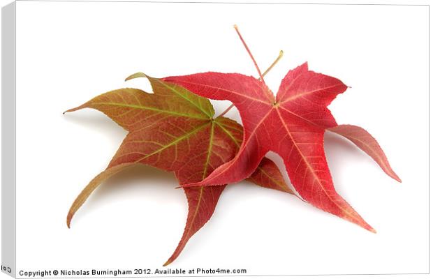 Two Fall Maple Leaves Canvas Print by Nicholas Burningham