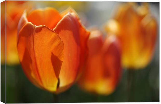 Burning Orange Tulips in Spring Canvas Print by Nicholas Burningham