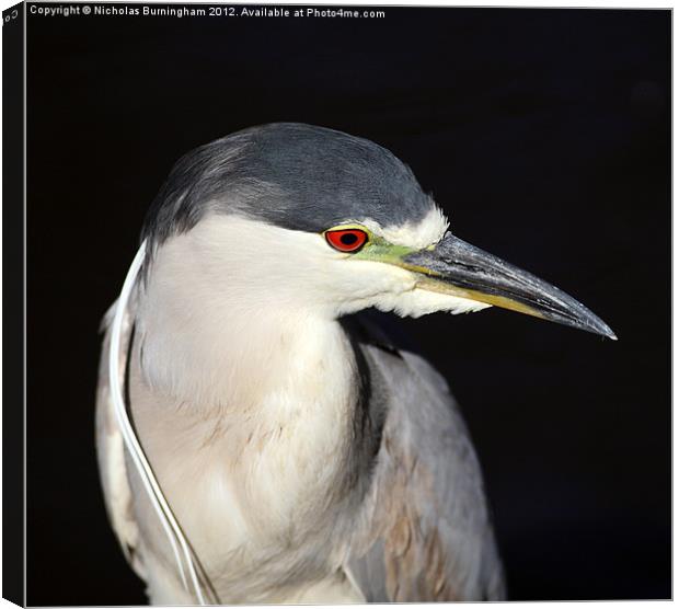 Black-crowned Night-Heron - Nycticorax nycticorax Canvas Print by Nicholas Burningham