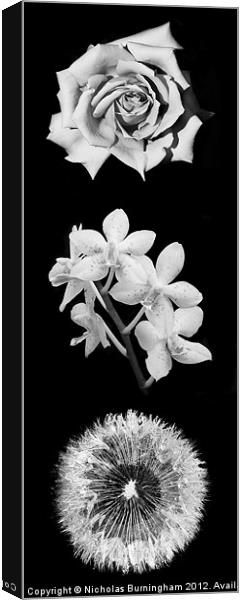 Three Flowers Canvas Print by Nicholas Burningham