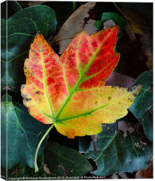 Fall leaves Canvas Print by Nicholas Burningham