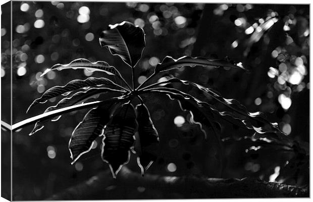 Monochrome leaf Canvas Print by Nicholas Burningham
