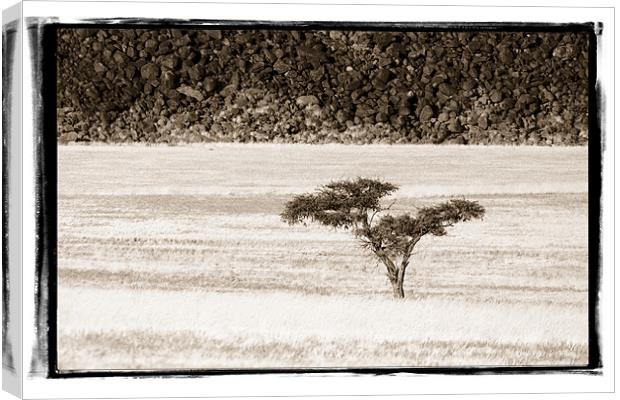 Namibian Trees 7 Canvas Print by Alan Bishop