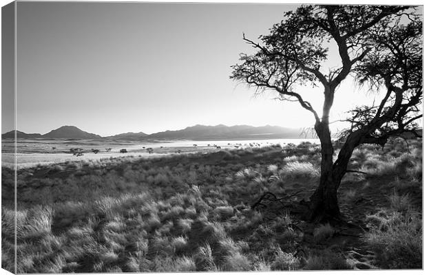 Namibian Trees 8 B&W Canvas Print by Alan Bishop