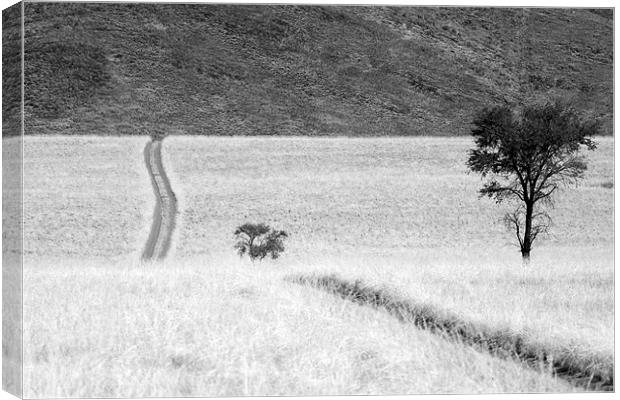 Namibian Trees 4 B&W Canvas Print by Alan Bishop