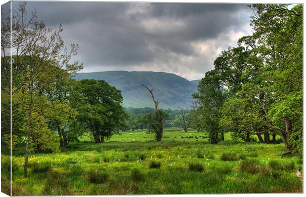 Field, Trees and Stormy Skies Canvas Print by Phil Emmerson