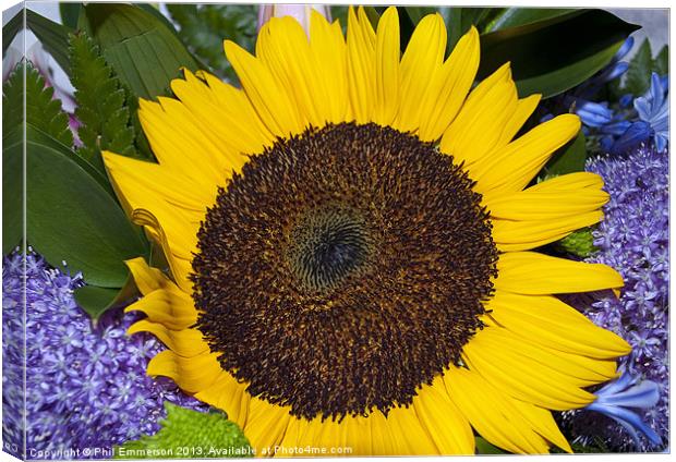 Bright Sunflower Canvas Print by Phil Emmerson