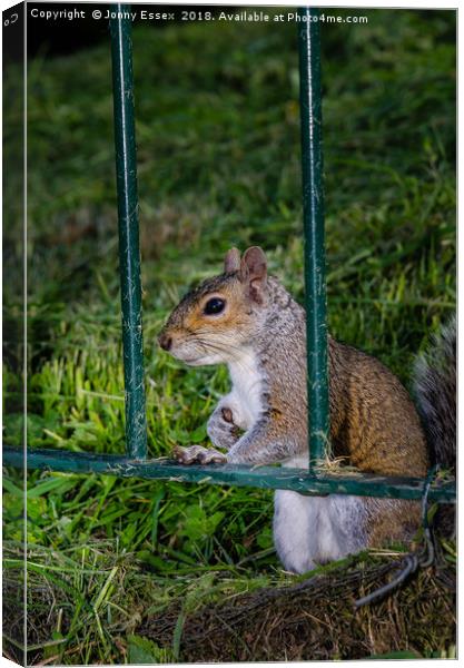 Cute little grey squirrel leaning on a fence Canvas Print by Jonny Essex