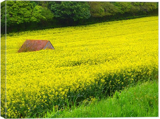 Hidden in the rapeseed! Canvas Print by Paula Palmer canvas