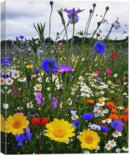 Wildflower meadow with various "arty" filter effec Canvas Print by Paula Palmer canvas