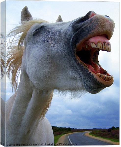 A laughing,white horse Canvas Print by Paula Palmer canvas