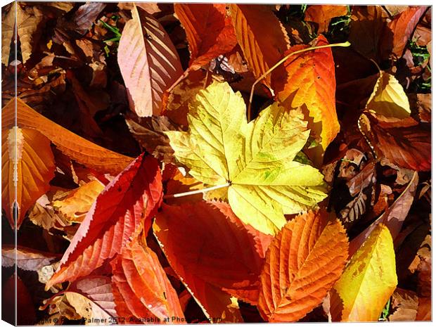 More arty fallen leaves! Canvas Print by Paula Palmer canvas