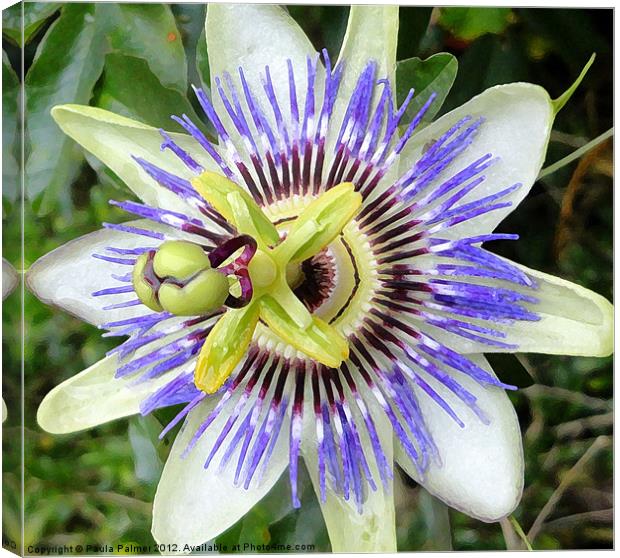 Arty Passion flower Canvas Print by Paula Palmer canvas