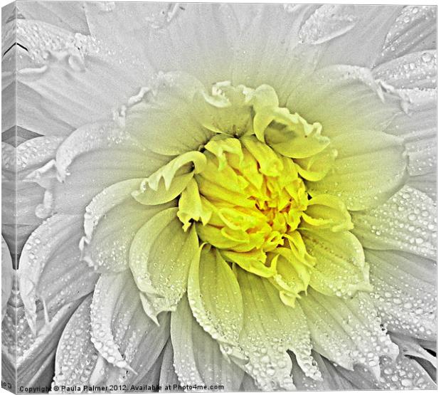 A touch of yellow! Canvas Print by Paula Palmer canvas