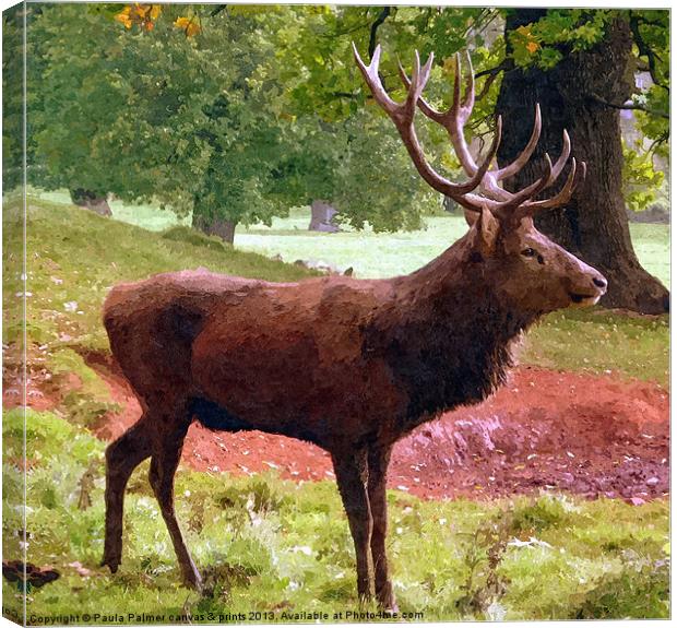 A red deer stag Canvas Print by Paula Palmer canvas