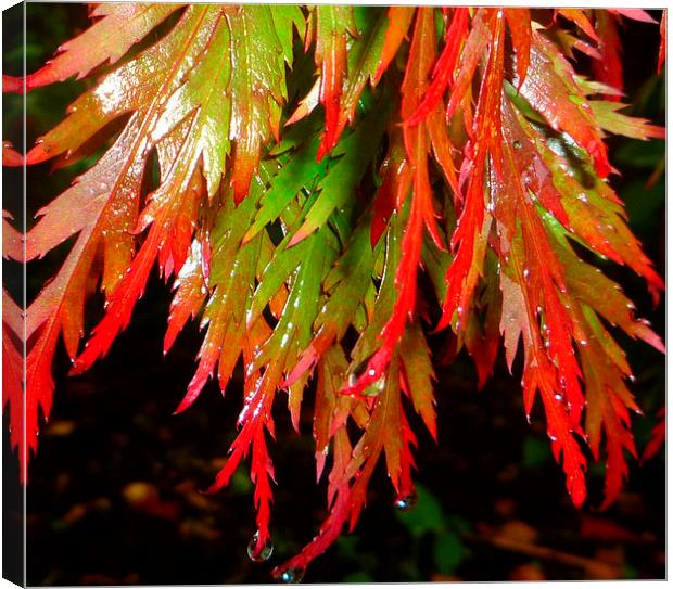 Raindrops on red acer leaves Canvas Print by Paula Palmer canvas
