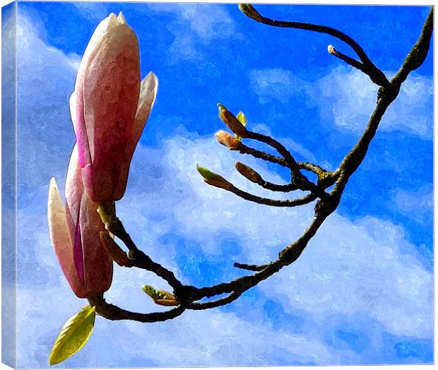 Magnolia Canvas Print by Paula Palmer canvas