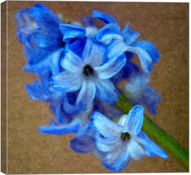 Spring , Blue Hyacinth Canvas Print by Paula Palmer canvas
