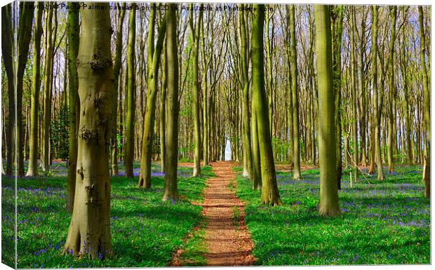 Classic bluebell wood scene Canvas Print by Paula Palmer canvas